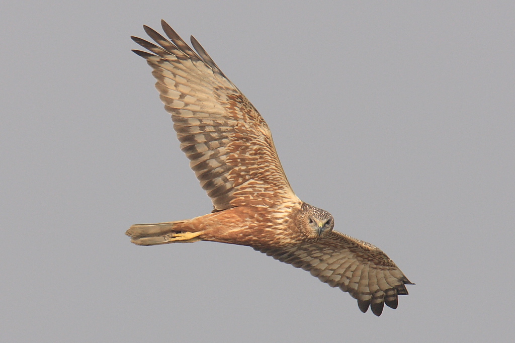 泽鹞eastern marsh harrier
