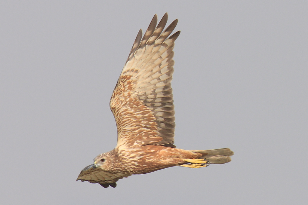 泽鹞eastern marsh harrier