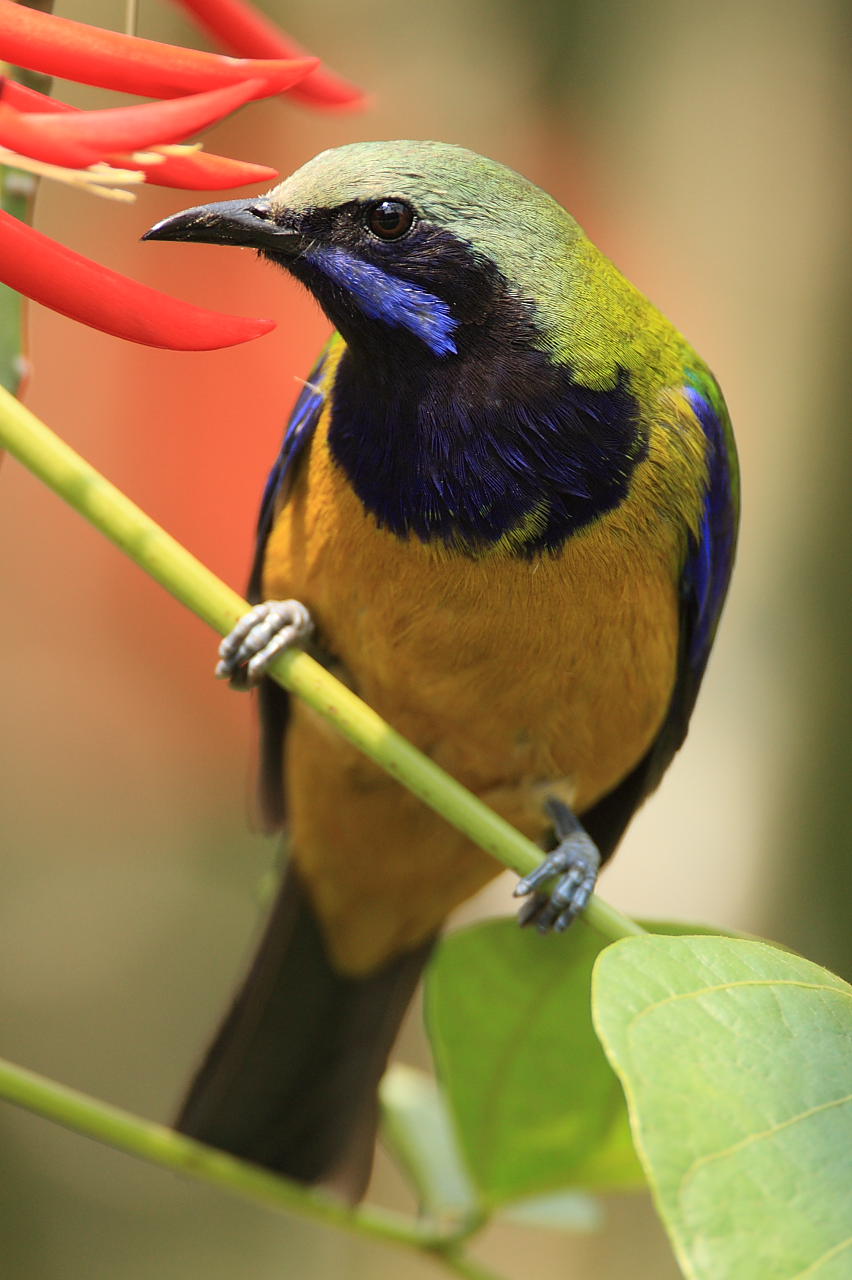橙腹叶鹎 orange-bellied leafbird