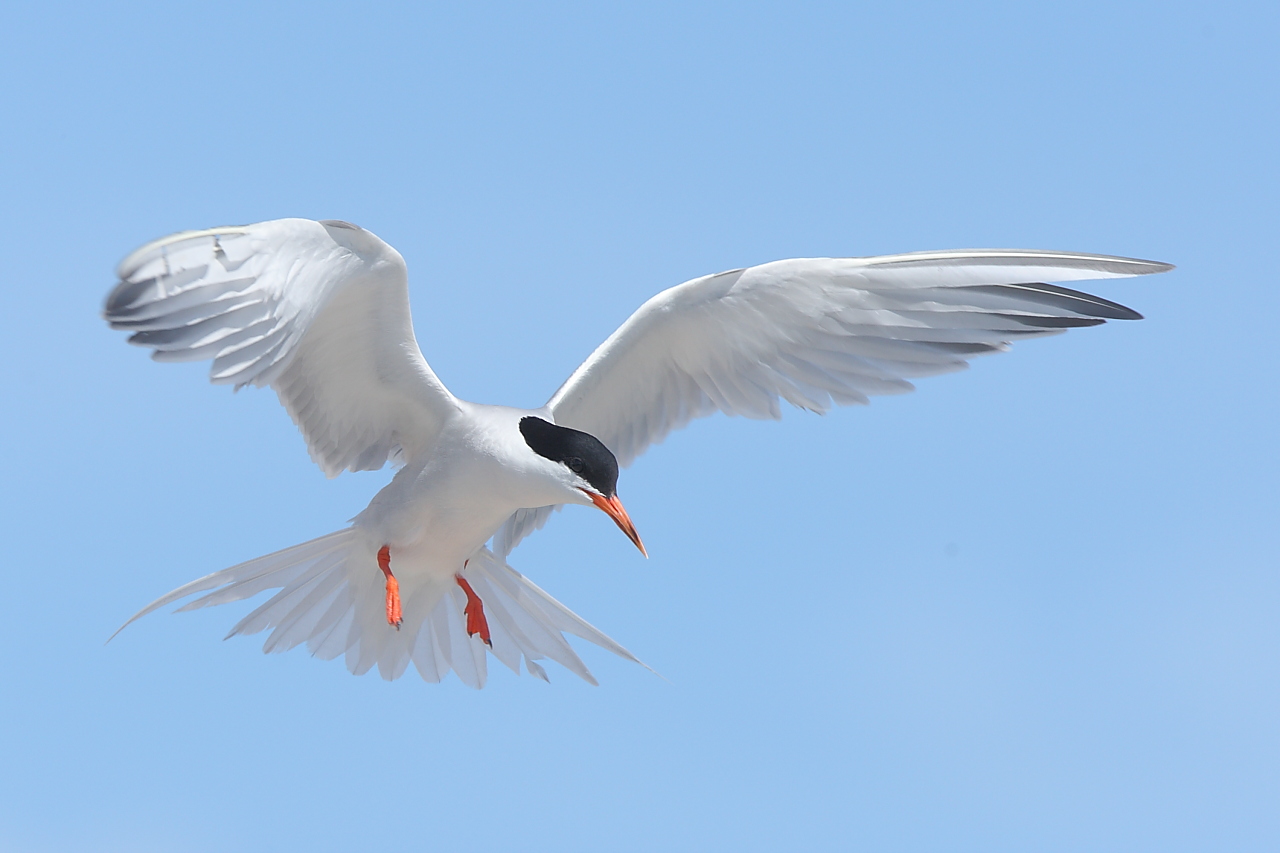 粉红燕鸥 roseate tern