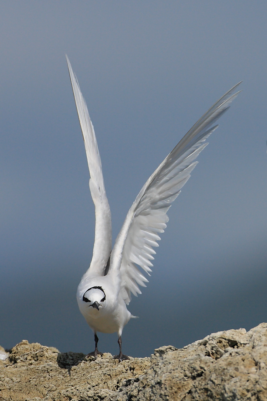 黑枕燕鸥 black-napedtern