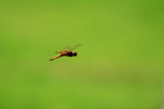 飛行中的蜻蜓,拍攝雖度非常高.