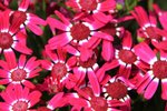 HK flower show 26.3.2010 a 027