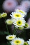 DSC_1362二本松菊人形展
