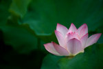 _DSC4009