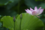 _DSC5523