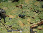 Insect