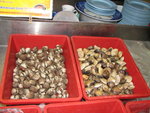 Seafood