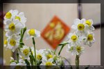 2009 水仙 at home