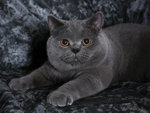 Amadeus
