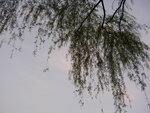 DSCN8481