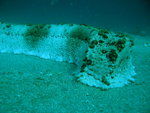 P1010015