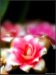 DSC_7485b