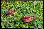 DSC_1032