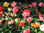 Picture 235
