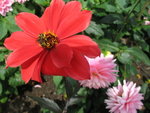 小蜜蜂
Picture 289