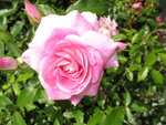 Picture 302