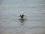 塘鵝
IMG_0805