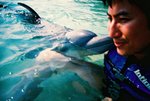Kiss from Dolphin