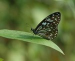 青斑蝶 Blue Tiger
DSC_0052s