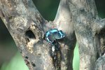 琉璃蛺蝶 Blue Admiral
DSC_0122s