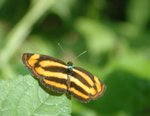 金蟠蛺蝶 Common Lascar
DSC_0134s