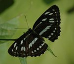 柱菲蛺蝶 Short-banded Sailer
DSC_0163s