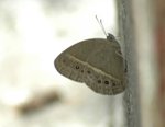小眉眼蝶 Dark-band Bush Brown
DSC_0176s