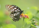 青斑蝶 Blue Tiger
DSC_0187s