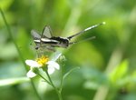 燕鳳蝶 White Dragontail
DSC_0208s