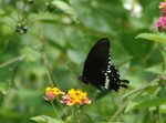 玉帶鳳蝶 Common Mormon
DSC_0233s