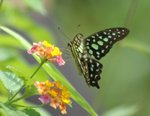 統帥青鳳蝶 Tailed Jay
DSC_0240s