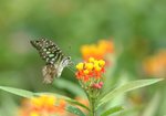 統帥青鳳蝶 Tailed Jay
DSC_0243s