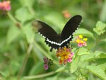 玉帶鳳蝶 Common Mormon
DSC_0251s