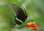 玉帶鳳蝶 Common Mormon
DSC_0261s