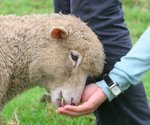 在青青草原農場, 有好多可愛的綿羊.
IMG_1447s