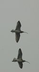 白腰杓鷸 Eurasian Curlew
DSC_2249s