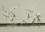 鷗咀噪鷗 Gull-billed Tern 
DSC_2571s