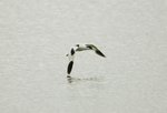 反 咀 鷸 Pied Avocet DSC_4031bs