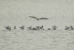 鷗咀噪鷗 Gull-billed Tern 
DSC_4041s