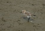 紅頸濱鷸red-necked stint

DSC_4546s