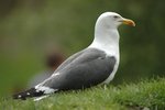 Lesser Black-backed Gull 20070521 DSC_6361