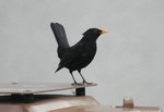 black bird
20070523 DSC_7133s