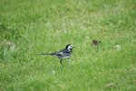 pied wagtail
20070524 DSC_7438