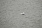 common tern
20070524 DSC_7576