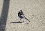 pied wagtail
20070525 DSC_8195bs