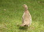 Pheasant female 鴙雞 (雌性)

20070528 DSC_9420b