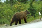 突然有隻棕熊從路旁定走出來, 還要過馬路!
20070814 D6 DSC_0178
