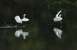 小白鷺 Little Egret
DSC_6575a