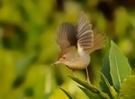 長尾縫葉鶯 Common tailorbird 
DSC_1823a